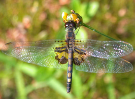 Martha's Pennant